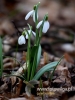 Filename=120_fotowilga~33.JPG
Filesize=61KB
Dimensions=360x480
Date added=Mar 08, 2017 120_fotowilga~33.JPG