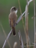 120_fotowilga~37.JPG
