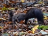 Filename=120_fotowilga~43.JPG
Filesize=336KB
Dimensions=700x525
Date added=Dec 24, 2017 120_fotowilga~43.JPG