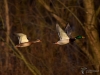 Filename=120_fotowilga~53.JPG
Filesize=220KB
Dimensions=700x525
Date added=Jan 22, 2019 120_fotowilga~53.JPG