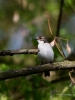 Filename=120_fotowilga~56.JPG
Filesize=232KB
Dimensions=525x700
Date added=Feb 27, 2019 120_fotowilga~56.JPG