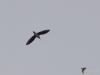 Filename=120_fotowilga~57.JPG
Filesize=150KB
Dimensions=700x525
Date added=Apr 10, 2019 120_fotowilga~57.JPG
