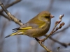 Filename=120_fotowilga~58.JPG
Filesize=238KB
Dimensions=700x525
Date added=Apr 18, 2019 120_fotowilga~58.JPG
