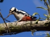 Filename=121_fotowilga~30.JPG
Filesize=88KB
Dimensions=640x480
Date added=Dec 11, 2016 121_fotowilga~30.JPG