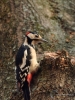 Filename=121_fotowilga~36.JPG
Filesize=319KB
Dimensions=525x700
Date added=Nov 18, 2018 121_fotowilga~36.JPG