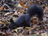 Filename=121_fotowilga~45.JPG
Filesize=320KB
Dimensions=700x525
Date added=Nov 23, 2017 121_fotowilga~45.JPG