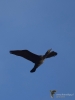 Filename=121_fotowilga~47.JPG
Filesize=158KB
Dimensions=525x700
Date added=Dec 01, 2017 121_fotowilga~47.JPG