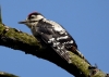 Filename=121_fotowilga~49.JPG
Filesize=227KB
Dimensions=700x500
Date added=Jan 24, 2018 121_fotowilga~49.JPG