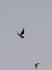 Filename=121_fotowilga~61.JPG
Filesize=167KB
Dimensions=525x700
Date added=Apr 10, 2019 121_fotowilga~61.JPG