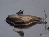 Filename=121_fotowilga~64.JPG
Filesize=212KB
Dimensions=700x525
Date added=Jun 30, 2019 121_fotowilga~64.JPG
