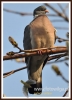 Filename=121_fotowilga~9.JPG
Filesize=56KB
Dimensions=347x480
Date added=Jan 23, 2015 121_fotowilga~9.JPG