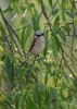 Filename=122_fotowilga~49.JPG
Filesize=284KB
Dimensions=499x700
Date added=Jan 04, 2019 122_fotowilga~49.JPG