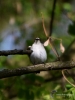 Filename=122_fotowilga~52.JPG
Filesize=233KB
Dimensions=525x700
Date added=Mar 01, 2019 122_fotowilga~52.JPG