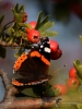 Filename=122_fotowilga~62.JPG
Filesize=269KB
Dimensions=525x700
Date added=Aug 07, 2019 122_fotowilga~62.JPG