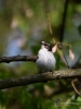 Filename=123_fotowilga~50.JPG
Filesize=226KB
Dimensions=525x700
Date added=Feb 27, 2019 123_fotowilga~50.JPG