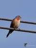 Filename=123_fotowilga~54.JPG
Filesize=222KB
Dimensions=525x700
Date added=Apr 03, 2019 123_fotowilga~54.JPG