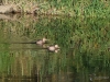 Filename=123_fotowilga~59.JPG
Filesize=392KB
Dimensions=700x525
Date added=Dec 01, 2019 123_fotowilga~59.JPG