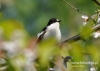 Filename=124_fotowilga~14.JPG
Filesize=83KB
Dimensions=640x457
Date added=Nov 01, 2015 124_fotowilga~14.JPG