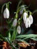 Filename=124_fotowilga~29.JPG
Filesize=57KB
Dimensions=360x480
Date added=Mar 09, 2017 124_fotowilga~29.JPG