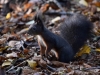 Filename=124_fotowilga~44.JPG
Filesize=314KB
Dimensions=700x525
Date added=Dec 27, 2017 124_fotowilga~44.JPG