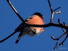 Filename=124_fotowilga~47.JPG
Filesize=214KB
Dimensions=700x525
Date added=Feb 11, 2018 124_fotowilga~47.JPG