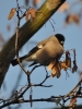 Filename=124_fotowilga~49.JPG
Filesize=260KB
Dimensions=525x700
Date added=Mar 02, 2018 124_fotowilga~49.JPG