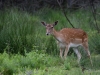 Filename=124_fotowilga~51.JPG
Filesize=318KB
Dimensions=700x525
Date added=Jul 23, 2018 124_fotowilga~51.JPG