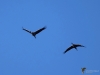 Filename=124_fotowilga~54.JPG
Filesize=190KB
Dimensions=700x525
Date added=Jan 30, 2019 124_fotowilga~54.JPG