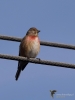 Filename=124_fotowilga~55.JPG
Filesize=189KB
Dimensions=525x700
Date added=Apr 04, 2019 124_fotowilga~55.JPG