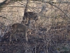Filename=124_fotowilga~59.JPG
Filesize=465KB
Dimensions=700x525
Date added=May 09, 2019 124_fotowilga~59.JPG