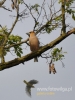 Filename=125_fotowilga~29.JPG
Filesize=84KB
Dimensions=360x480
Date added=Jan 14, 2016 125_fotowilga~29.JPG