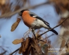 Filename=125_fotowilga~39.JPG
Filesize=76KB
Dimensions=600x480
Date added=Nov 25, 2016 125_fotowilga~39.JPG