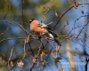 Filename=125_fotowilga~40.JPG
Filesize=96KB
Dimensions=600x480
Date added=Dec 03, 2016 125_fotowilga~40.JPG