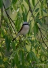 Filename=125_fotowilga~50.JPG
Filesize=281KB
Dimensions=499x700
Date added=Apr 19, 2018 125_fotowilga~50.JPG
