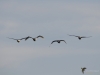 Filename=125_fotowilga~55.JPG
Filesize=141KB
Dimensions=700x525
Date added=Feb 23, 2018 125_fotowilga~55.JPG