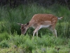 Filename=125_fotowilga~60.JPG
Filesize=318KB
Dimensions=700x525
Date added=Jul 23, 2018 125_fotowilga~60.JPG