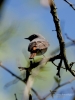 Filename=125_fotowilga~61.JPG
Filesize=233KB
Dimensions=525x700
Date added=Oct 27, 2018 125_fotowilga~61.JPG