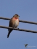 Filename=125_fotowilga~68.JPG
Filesize=196KB
Dimensions=525x700
Date added=Apr 01, 2019 125_fotowilga~68.JPG