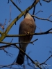 Filename=125_fotowilga~71.JPG
Filesize=241KB
Dimensions=525x700
Date added=Jun 05, 2019 125_fotowilga~71.JPG
