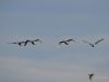 Filename=126_fotowilga~47.JPG
Filesize=141KB
Dimensions=700x525
Date added=Feb 19, 2018 126_fotowilga~47.JPG