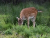 Filename=126_fotowilga~50.JPG
Filesize=329KB
Dimensions=700x525
Date added=Jul 23, 2018 126_fotowilga~50.JPG