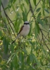 Filename=126_fotowilga~54.JPG
Filesize=269KB
Dimensions=499x700
Date added=Feb 02, 2019 126_fotowilga~54.JPG