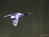 Filename=126_fotowilga~57.JPG
Filesize=201KB
Dimensions=700x525
Date added=Mar 22, 2019 126_fotowilga~57.JPG