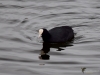 Filename=126_fotowilga~60.JPG
Filesize=220KB
Dimensions=700x525
Date added=May 06, 2019 126_fotowilga~60.JPG
