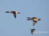 Filename=127_fotowilga~30.JPG
Filesize=43KB
Dimensions=640x480
Date added=Apr 06, 2017 127_fotowilga~30.JPG