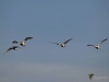 Filename=127_fotowilga~44.JPG
Filesize=142KB
Dimensions=700x525
Date added=Mar 03, 2018 127_fotowilga~44.JPG