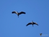 Filename=127_fotowilga~46.JPG
Filesize=184KB
Dimensions=700x525
Date added=Jan 27, 2019 127_fotowilga~46.JPG