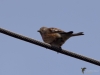 Filename=127_fotowilga~48.JPG
Filesize=176KB
Dimensions=700x525
Date added=Apr 07, 2019 127_fotowilga~48.JPG