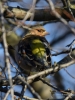 Filename=127_fotowilga~51.JPG
Filesize=275KB
Dimensions=525x700
Date added=May 15, 2019 127_fotowilga~51.JPG
