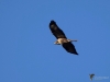 Filename=127_fotowilga~52.JPG
Filesize=183KB
Dimensions=700x525
Date added=May 17, 2019 127_fotowilga~52.JPG